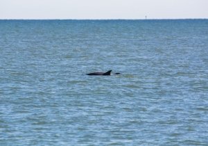 Dolphin Watch