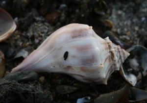 Beach Nature Program: The Great Egg-Case Hunt!
