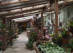 Pepper Greenhouses