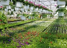 Lakeside Greenhouses