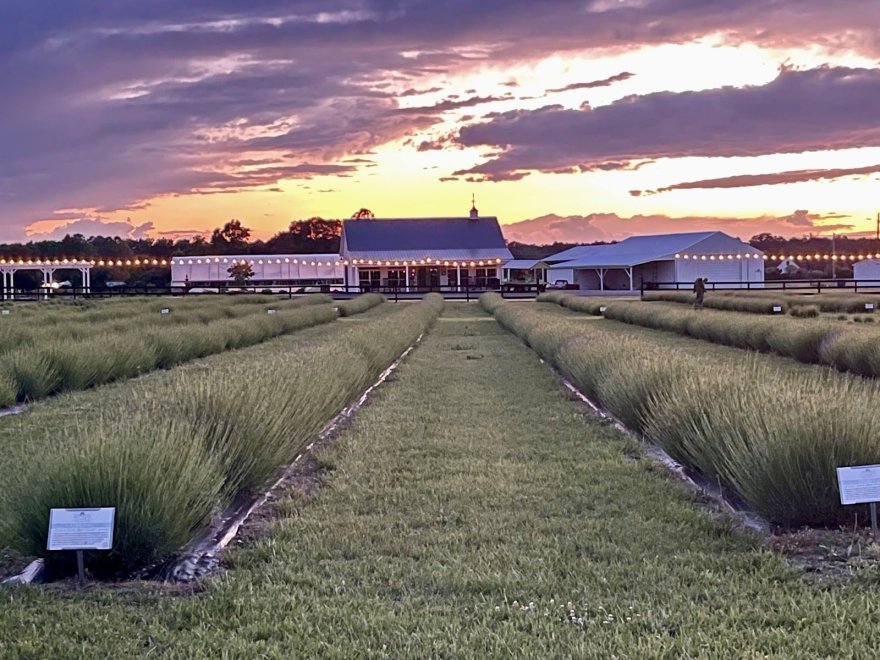 Brittingham Farms