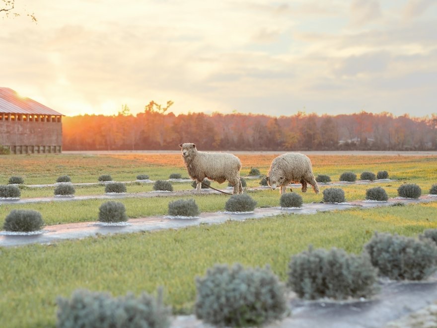Brittingham Farms