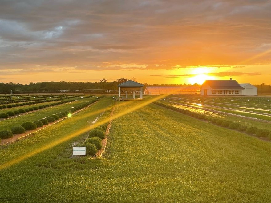 Brittingham Farms