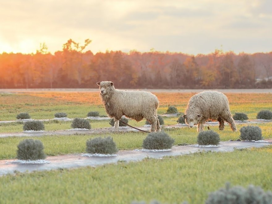 Brittingham Farms